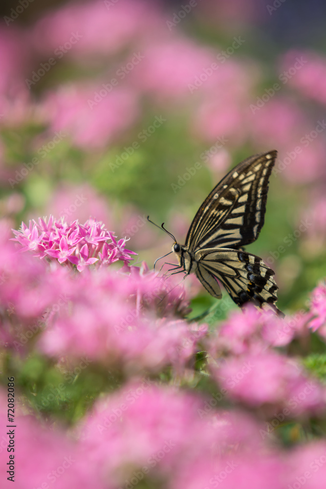 Obraz premium アゲハチョウ