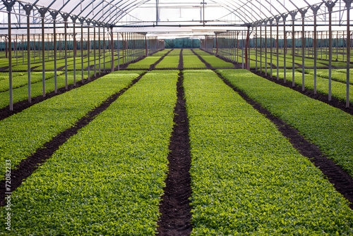 Fotografie Greenhouses