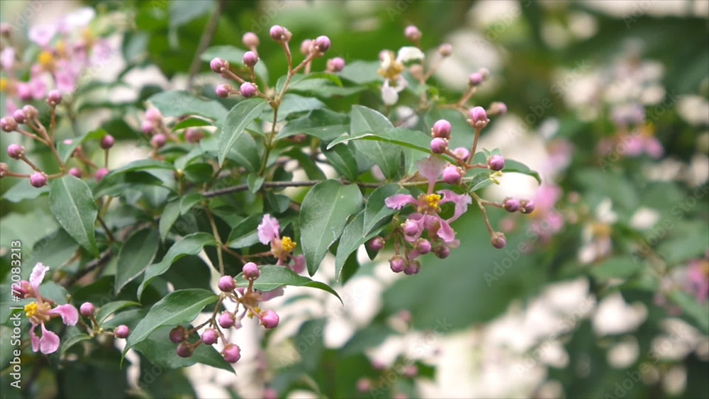 One kind of cherry tree with pink flower One kind of cherry tree with pink flower