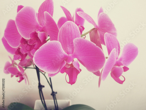 Pink orchid