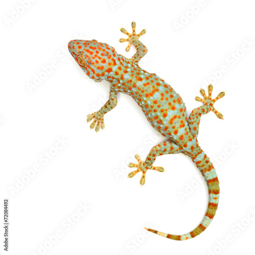 gecko