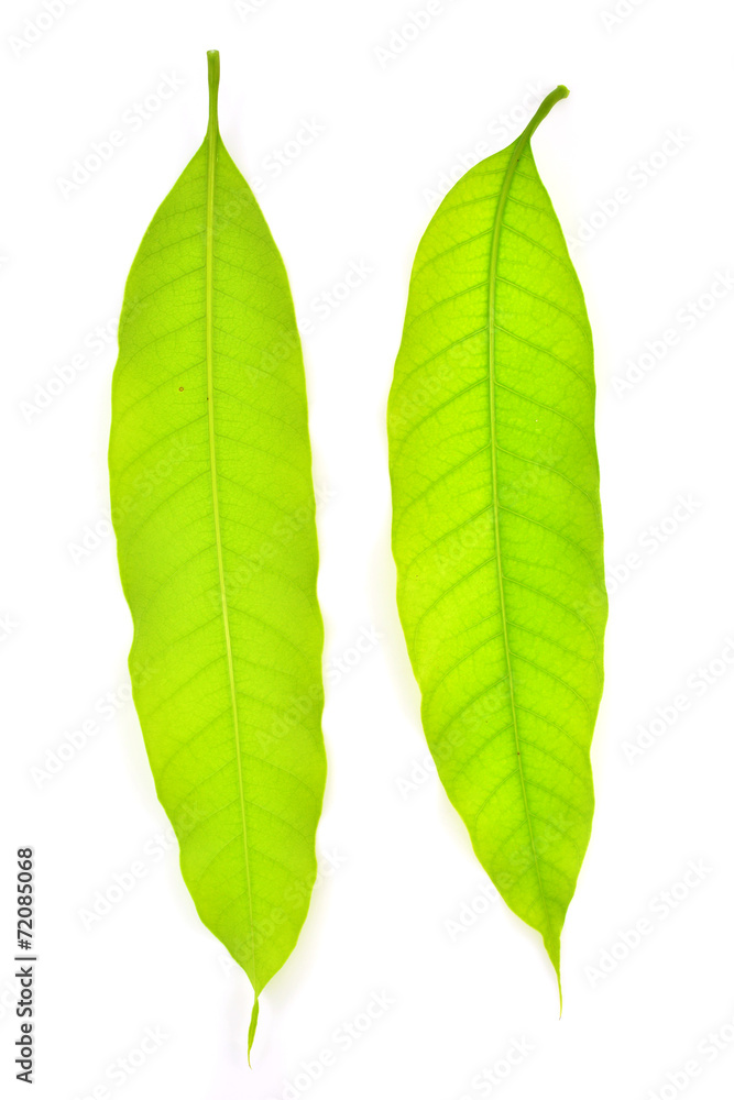 Obraz premium mango leaf