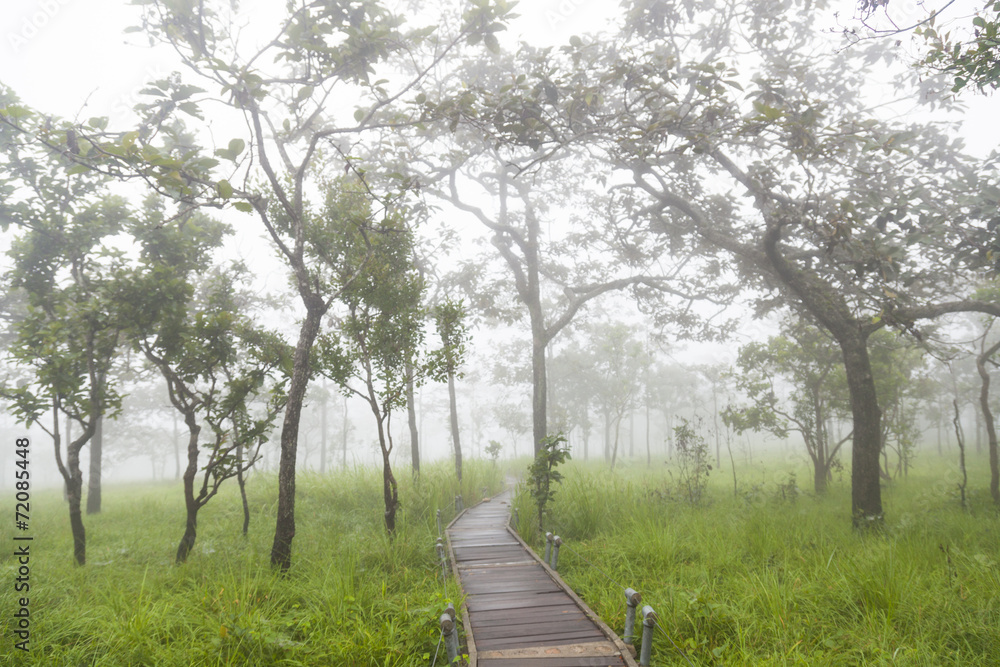 Bridge walkway in the forest