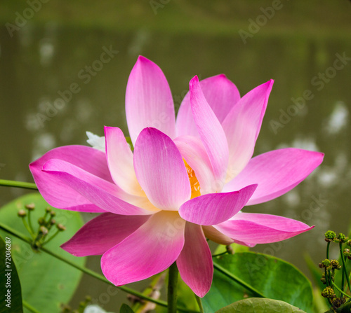 Beautiful pink lotus