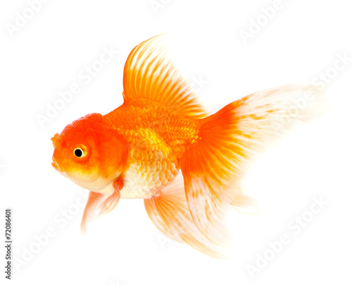 Orange Goldfish Isolated on White Background