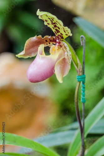 Close up of lady's slipper orchid flower