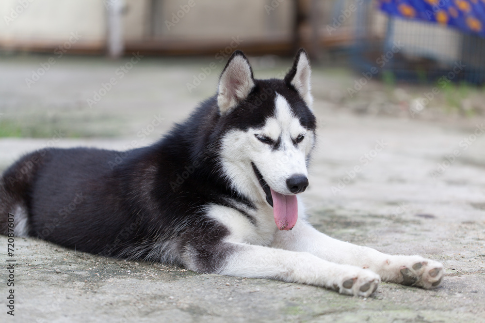 Portrait of Siberian Husky Portrait of Siberian Husky