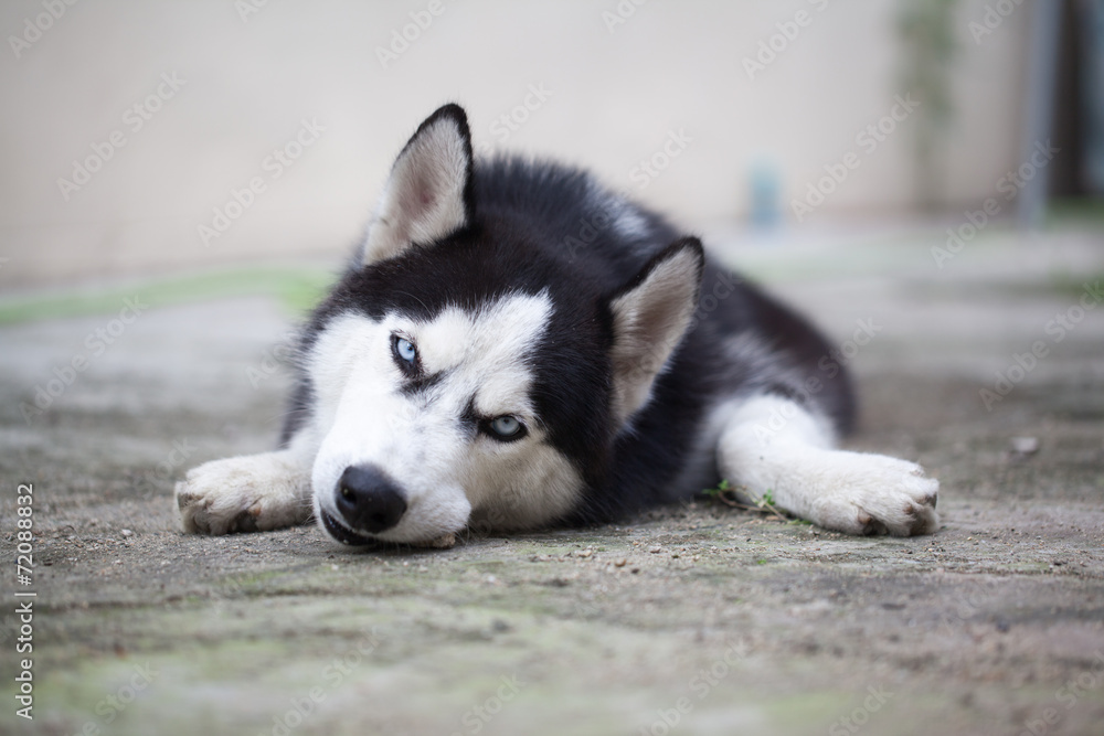 Portrait of Siberian Husky