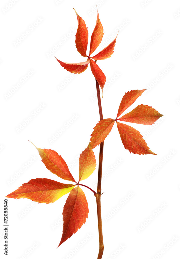 Branch of autumn grapes leaves (Parthenocissus quinquefolia foli Branch of autumn grapes leaves (Parthenocissus quinquefolia foli