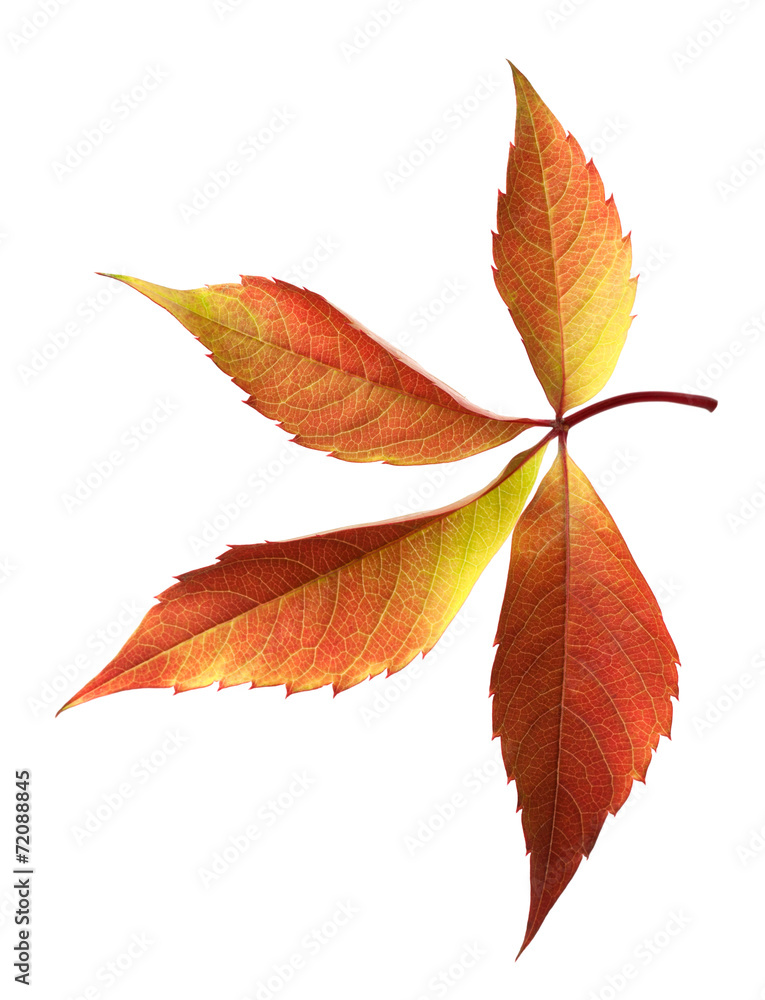 Autumn grapes leaf Autumn grapes leaf