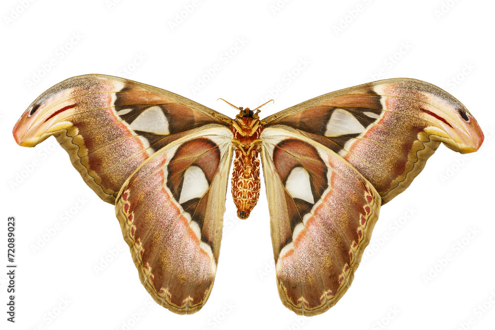 Fototapeta premium Female attacus atlas moth