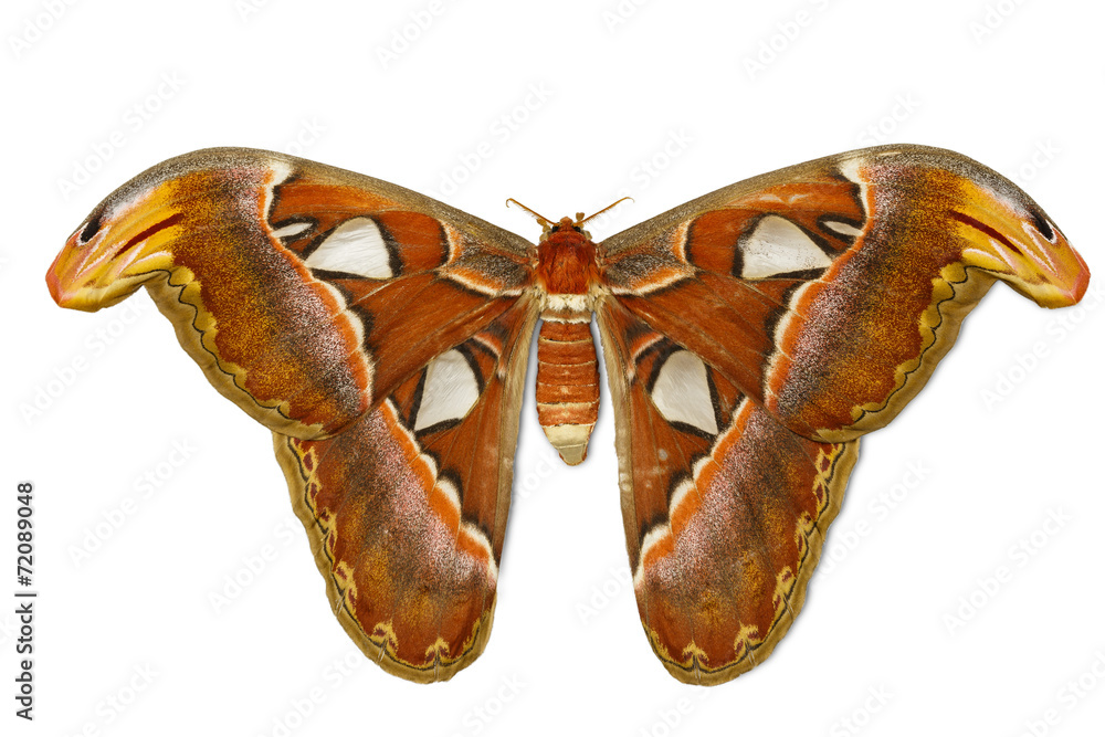 Fototapeta premium Female attacus atlas moth