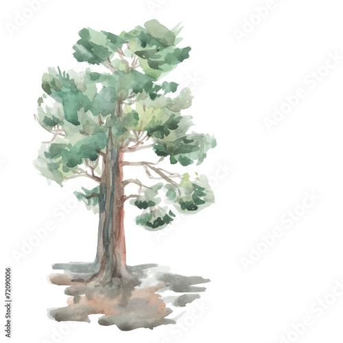 pine tree on a white background. Watercolor. Sketch. vector