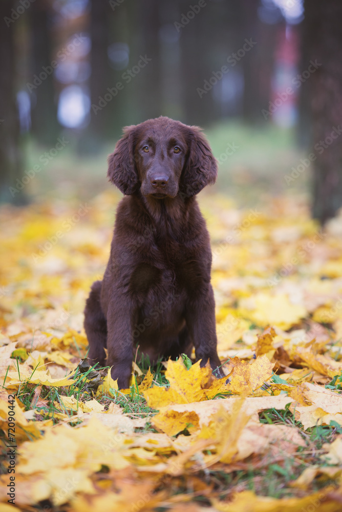 flat coated labrador retriever autumn portrait flat coated labrador retriever autumn portrait