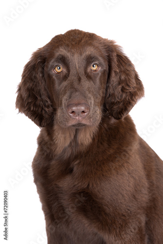Fototapeta Naklejka Na Ścianę i Meble -  adorable brown puppy portrait