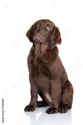 Fototapeta Naklejka Na Ścianę i Meble -  flat coated retriever puppy
