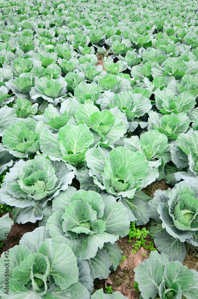 Green cabbage field Green cabbage field