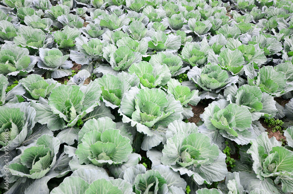 Green cabbage field Green cabbage field