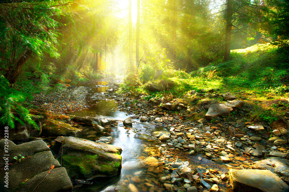 Fototapeta premium Górska rzeka. Spokojna sceneria w środku zielonego lasu