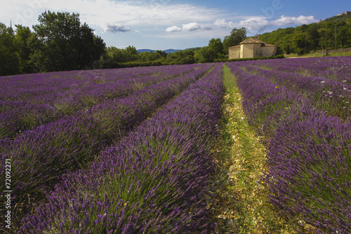 Provence, Luberon, Viens St Ferreol photo