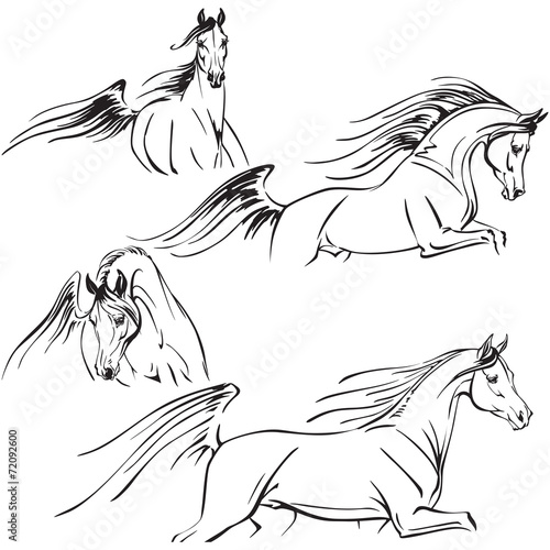 Arabian horses 2