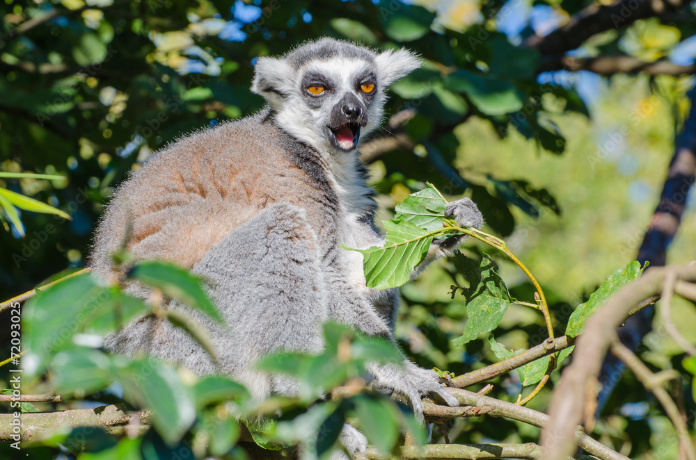 Obraz premium Ring tailed lemur