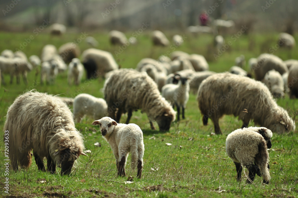 Obraz premium Color picture of sheep grazing in a field