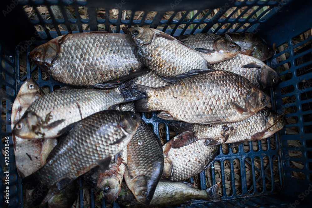 Fototapeta premium Carp