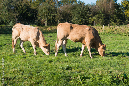 Two grazing light brown young cows