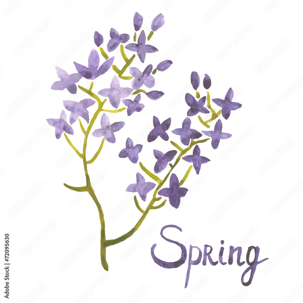 watercolor art illustration lilac spring