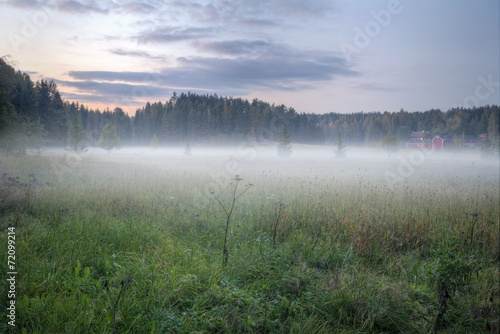 Foggy green meadow
