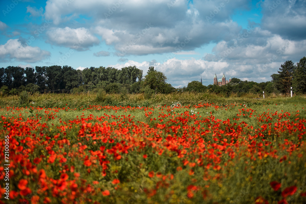Poppy Field and Speyer Cathedral