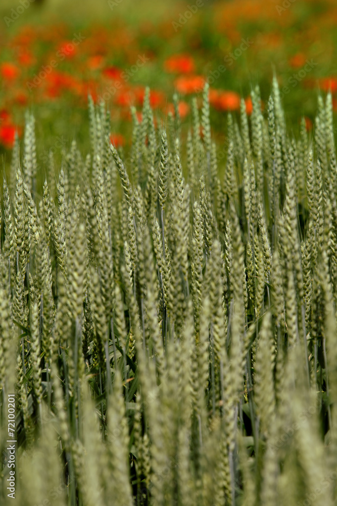 Wheat Field in early Summer Wheat Field in early Summer