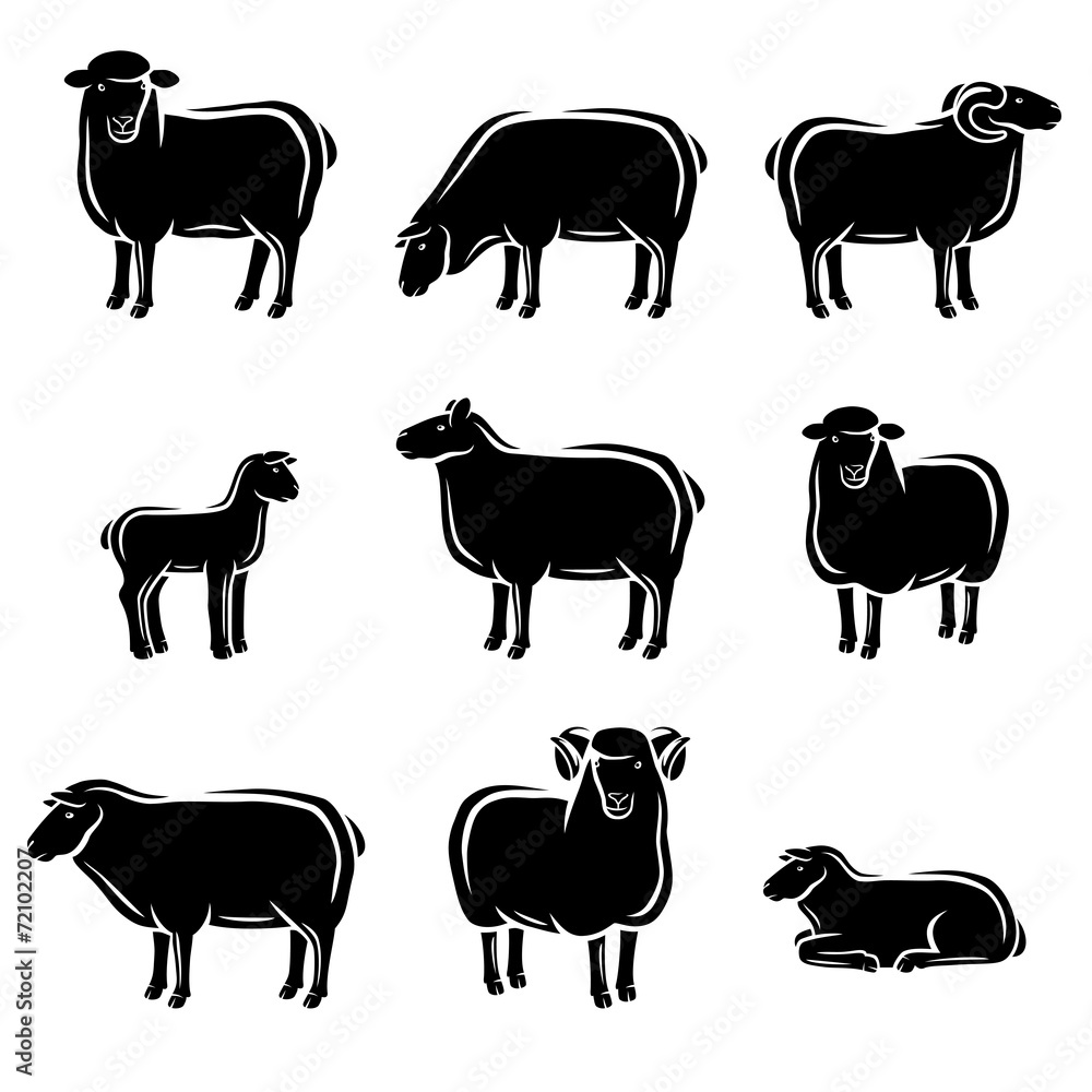 Fototapeta premium Sheep and lamb set. Vector