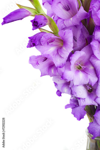Fototapeta Naklejka Na Ścianę i Meble -  border of gladiolus flowers