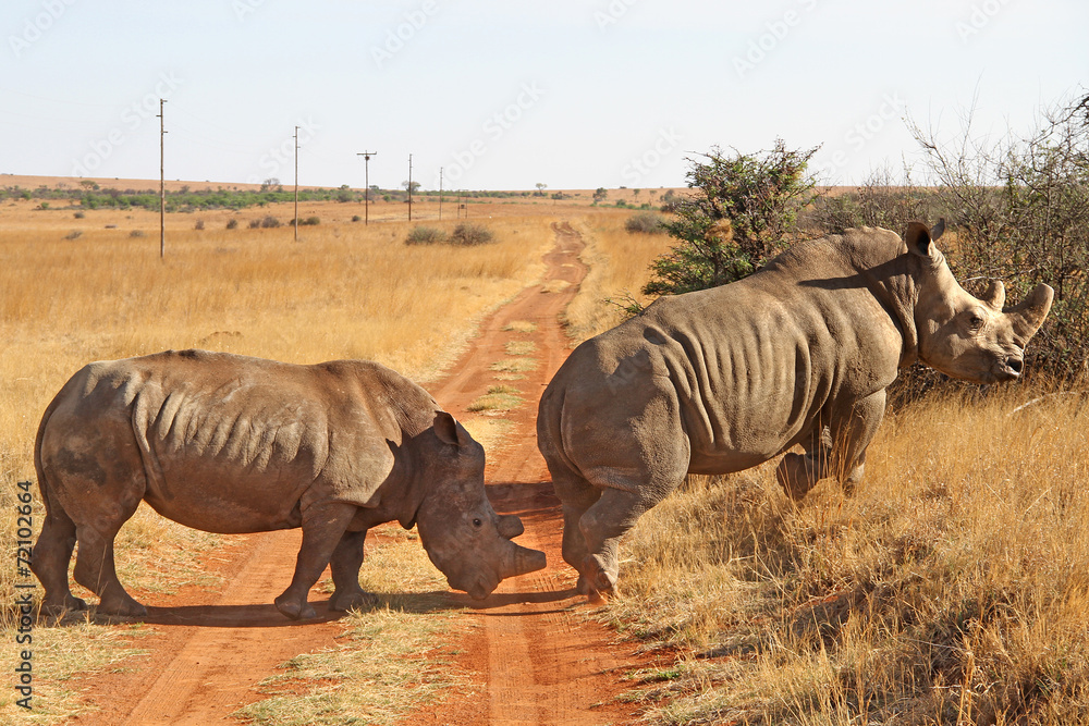 Fototapeta premium White Rhino