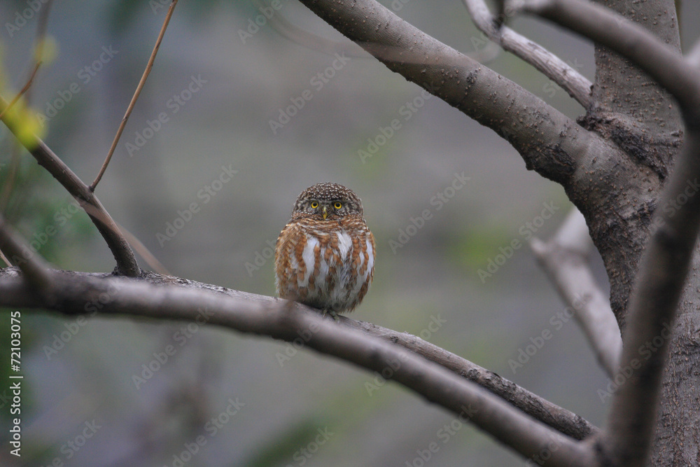 Fototapeta premium Collared Owlet (Glaucidium brodiei) in central China