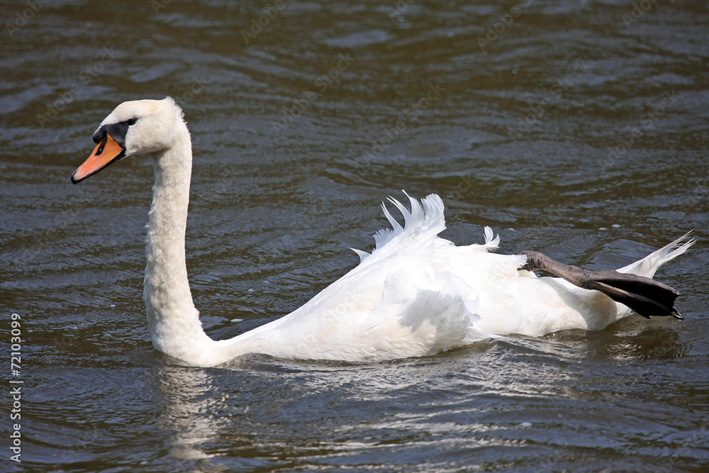 Fototapeta premium Swan