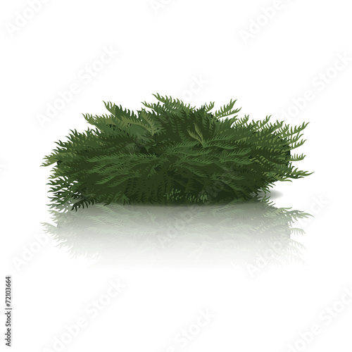 green bush with reflection and shadow