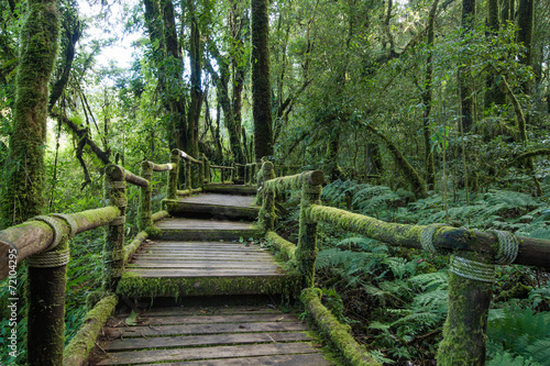 Passage in the primeval forest in Doi inthanon Chiang Mai Thaila