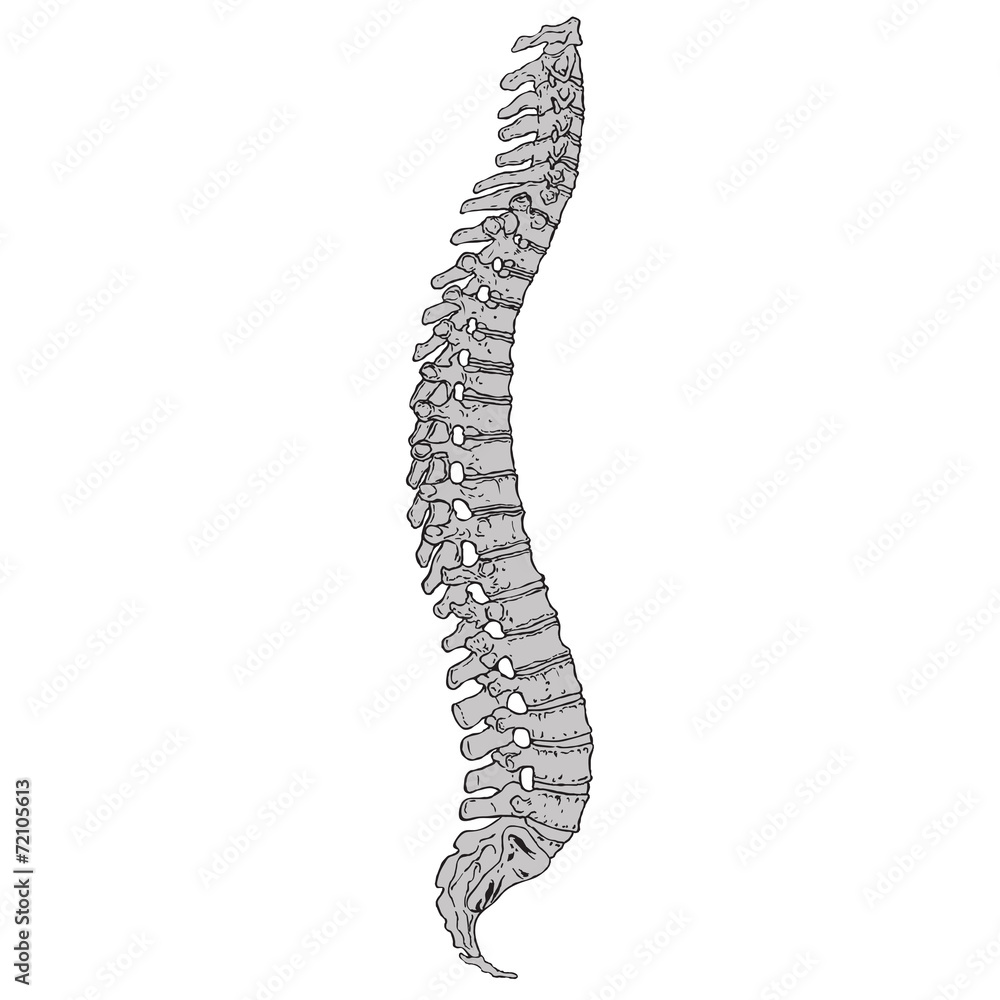 Human Spine 03 Human Spine 03