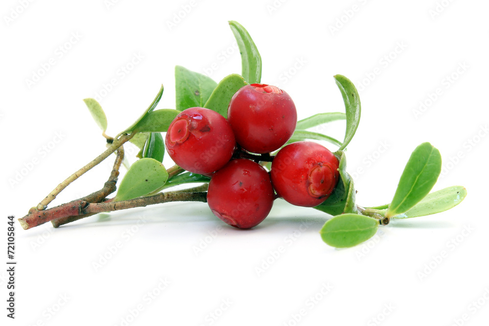 Sprig of cowberry with drops Sprig of cowberry with drops