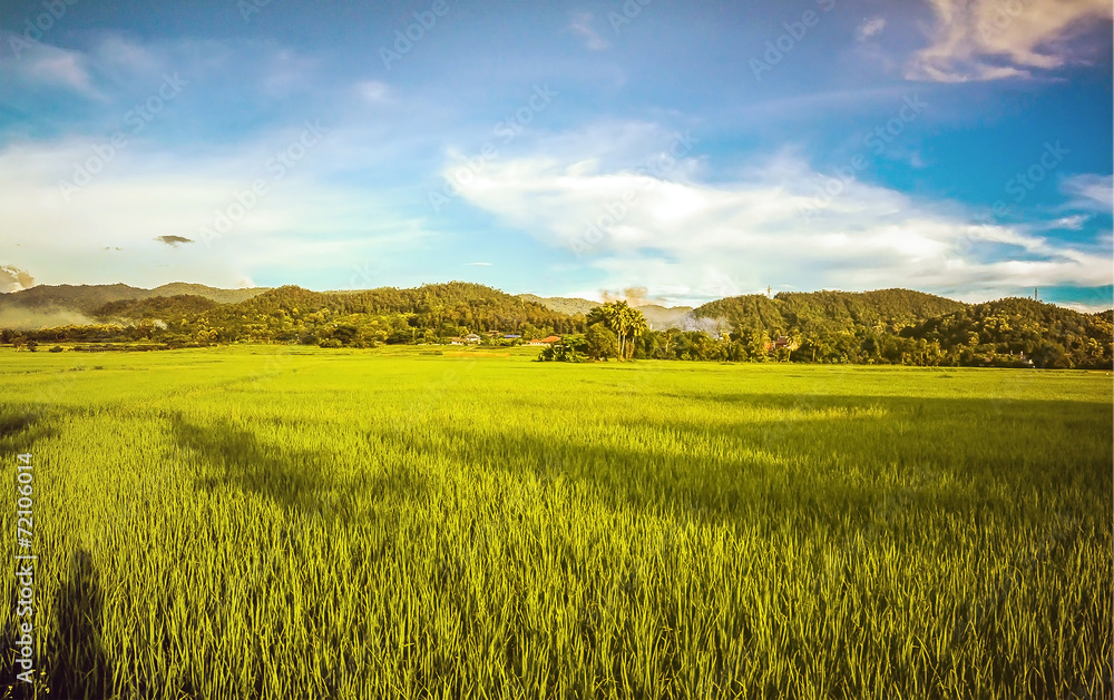Fototapeta premium Rice field with blue sky, beautiful landscape in Lamphun Thailan