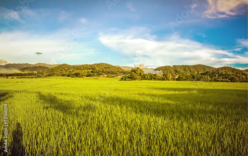 Rice field with blue sky, beautiful landscape in Lamphun Thailan