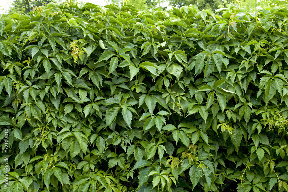 Natural background from climbing plants Natural background from climbing plants