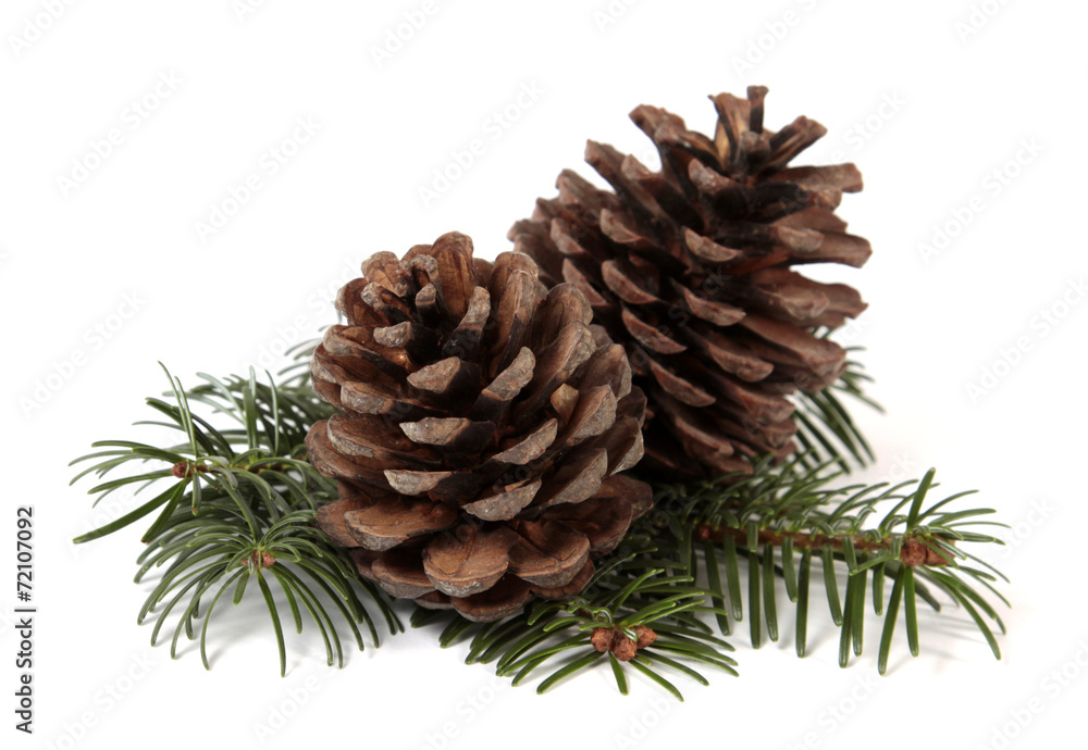 Two big pine cones on the white background Two big pine cones on the white background