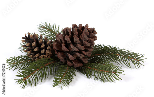 Two big pine cones on the white background