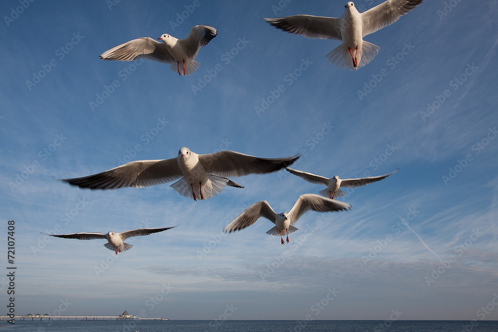 Fototapeta premium Möwen #5