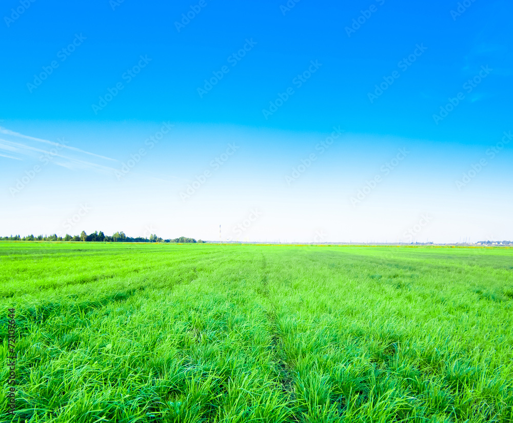 Obraz premium Grass Area Natural Beauty Country Meadow