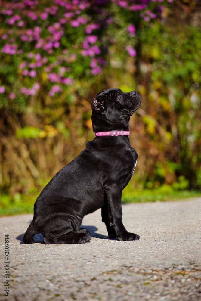 black cane corso puppy looking up black cane corso puppy looking up